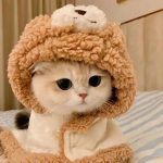 女巫的黑猫的头像-考研栈