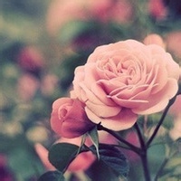 夜行独步的头像-MineMod方块工坊