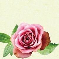 寂灭之誓的头像-方块工坊