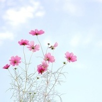 蹦蹦跳跳羊的头像-MineMod方块工坊