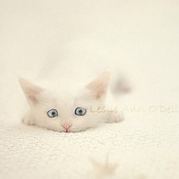 霜火旅人的头像-考研栈